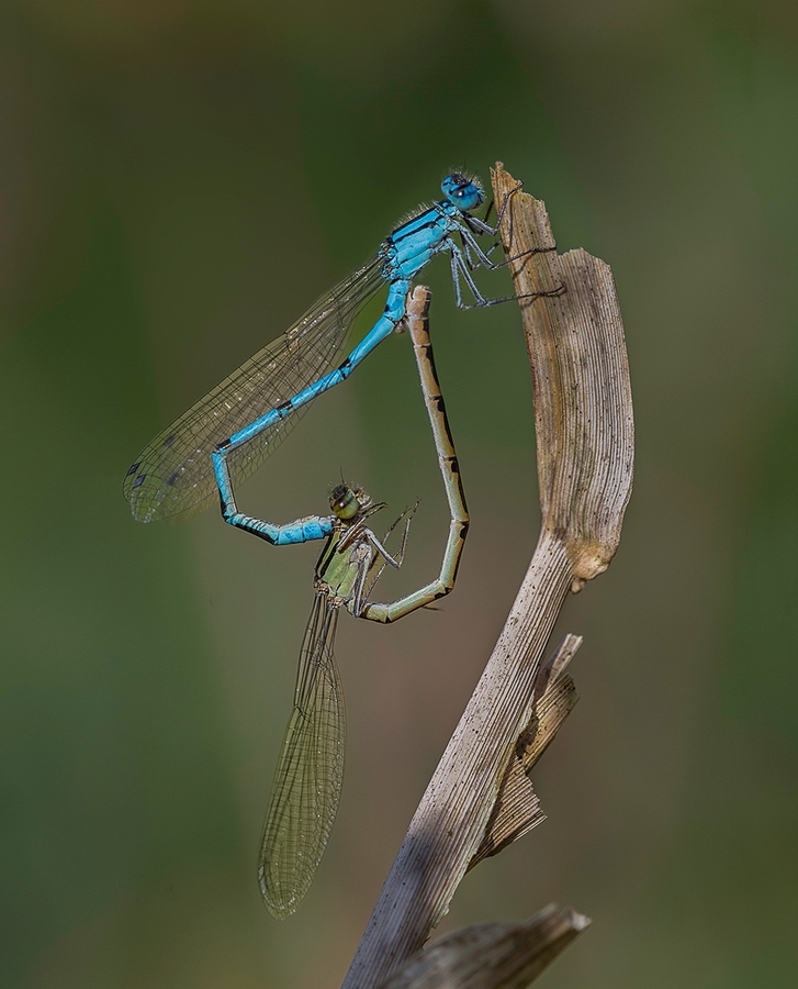 Mating Damselflies by Ellen Bell - 3rd place, Nature